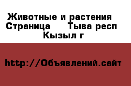  Животные и растения - Страница 3 . Тыва респ.,Кызыл г.